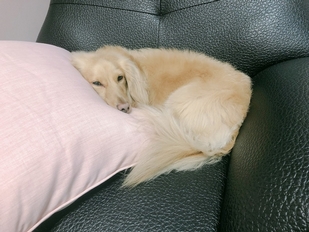 漏咖