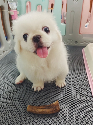 女王