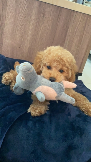 Teddy