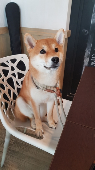 哈娜醬