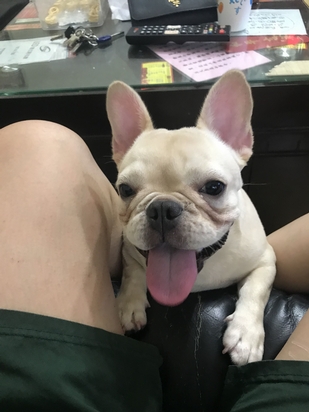 小乖