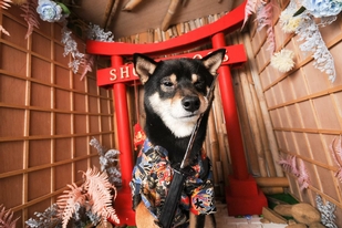 芋頭